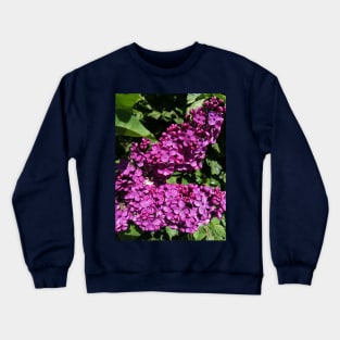 Lovely Lilac Flower Blooming In Spring Crewneck Sweatshirt